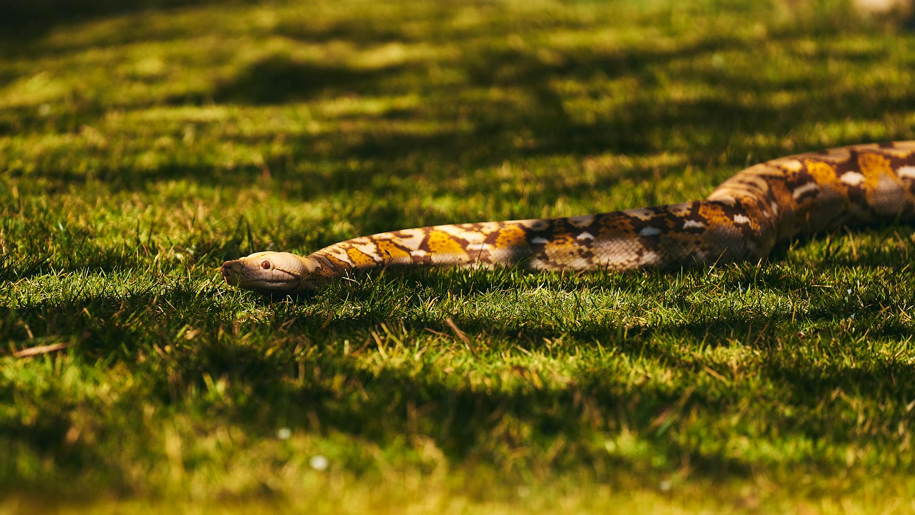 Step 2 Install Python and the Anthropic Library