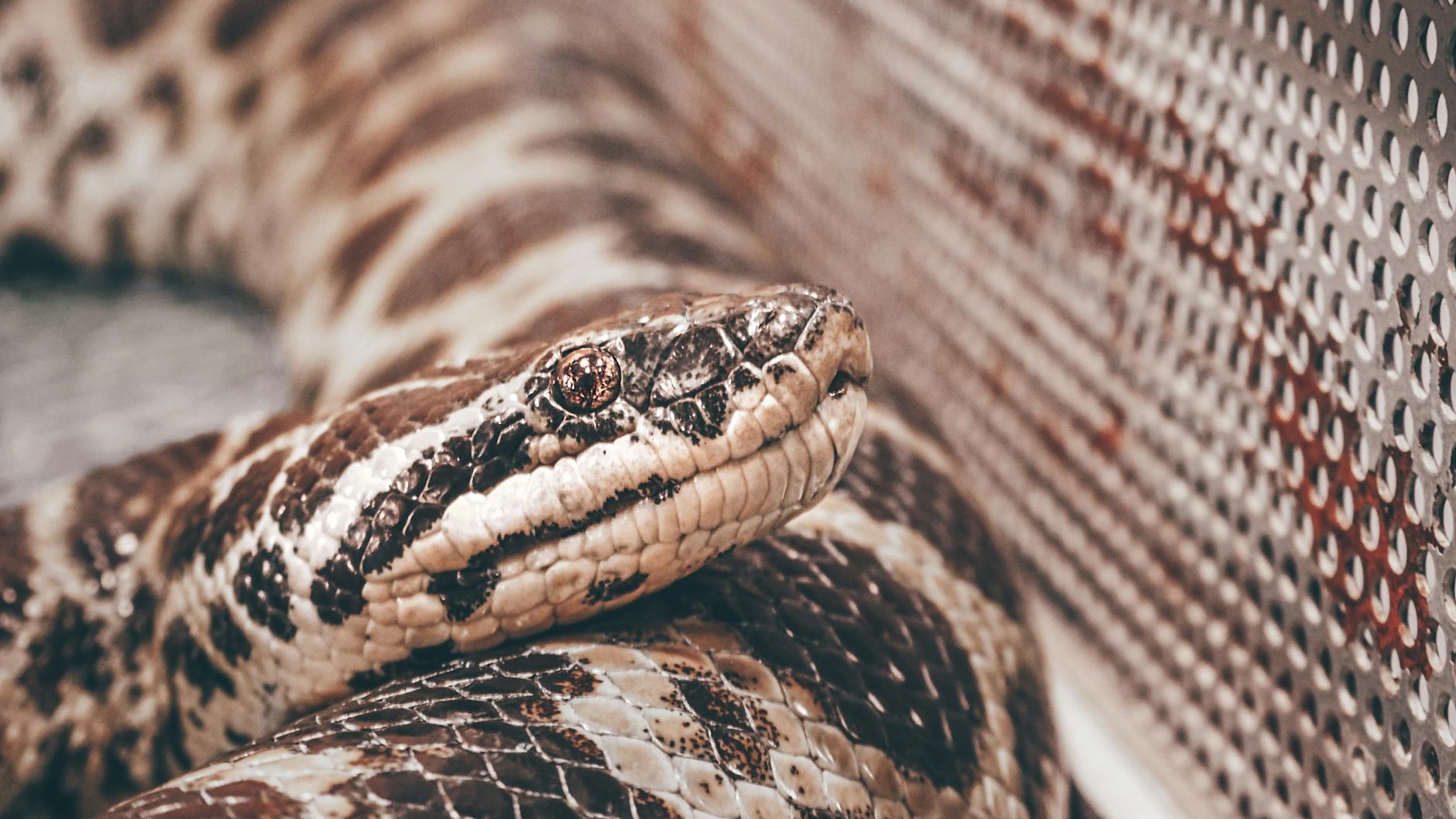 Step 4 Use the Python API for Programmatic Control